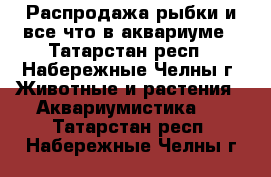  Распродажа рыбки и все что в аквариуме - Татарстан респ., Набережные Челны г. Животные и растения » Аквариумистика   . Татарстан респ.,Набережные Челны г.